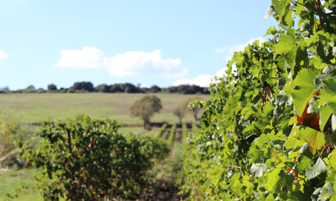 L'impact environnemental du domaine de la Jasse 