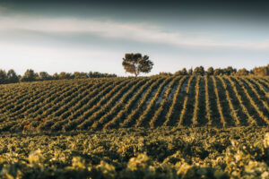 Domaine de La Jasse