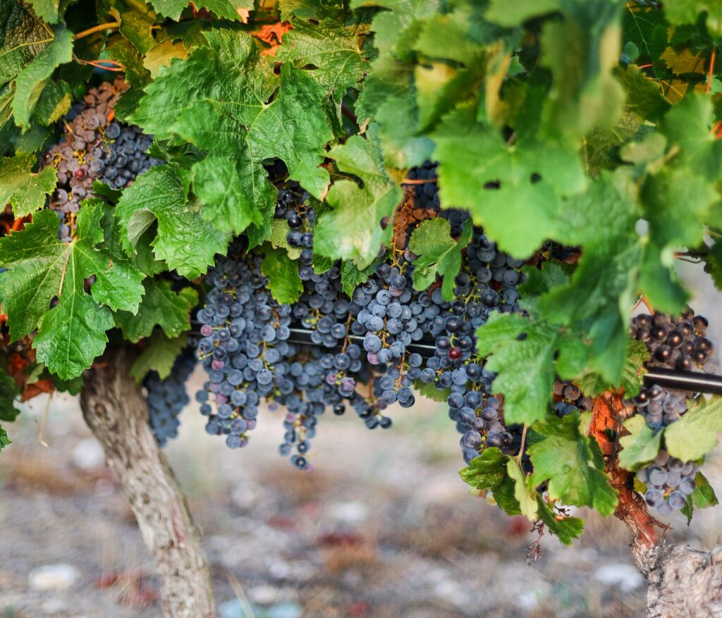 Raisins-Merlot VIGNE