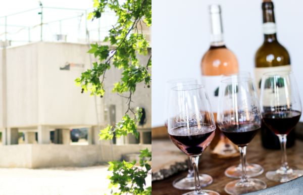 Dégustation et tour du mas Dégustation et tour du mas